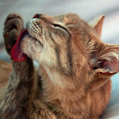 Fontanella Smart per Gatti - Idratazione Sana con Sistema Wireless